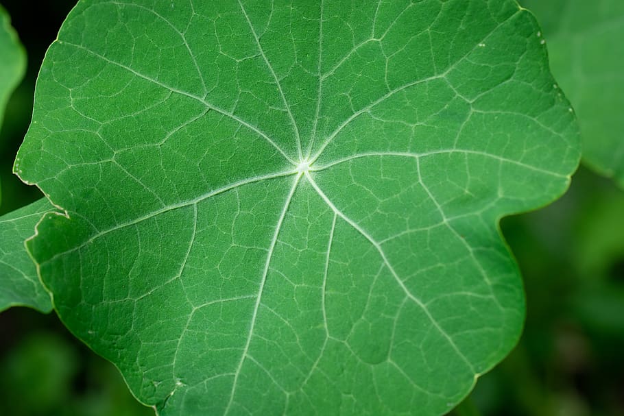 leaf, green, green leaf, leaf structure, close up, nature, garden HD wallpaper