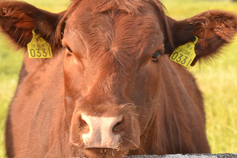 cow, curious, cattle, dairy, agriculture, animal, farm, mammal HD wallpaper