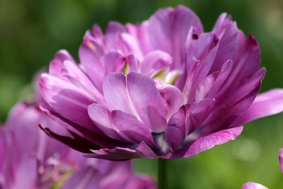 tulip, flower, spring, nature, lilac, bloom, garden, bright colors HD wallpaper