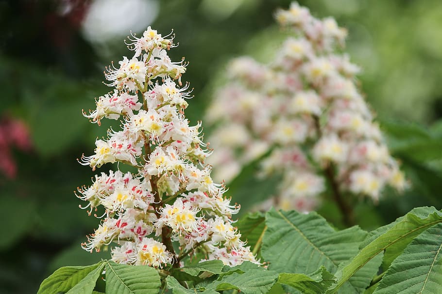 pink-and-yellow horse chestnut flowers selective-focus photography, HD wallpaper