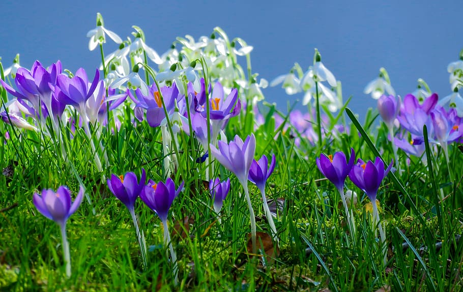 purple crocus and white snowdrops flowers in closeup photo, field