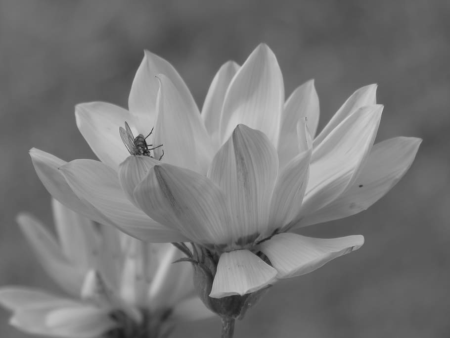 Flower, Daisy, Calendula, flowers, spring, insect, detail, yellow flowers HD wallpaper