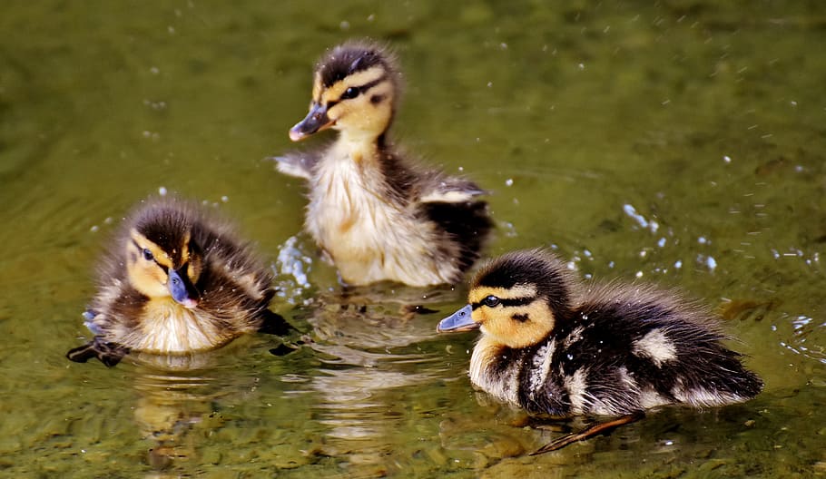 three black-and-white ducklings on water, mallards, chicks, baby, HD wallpaper
