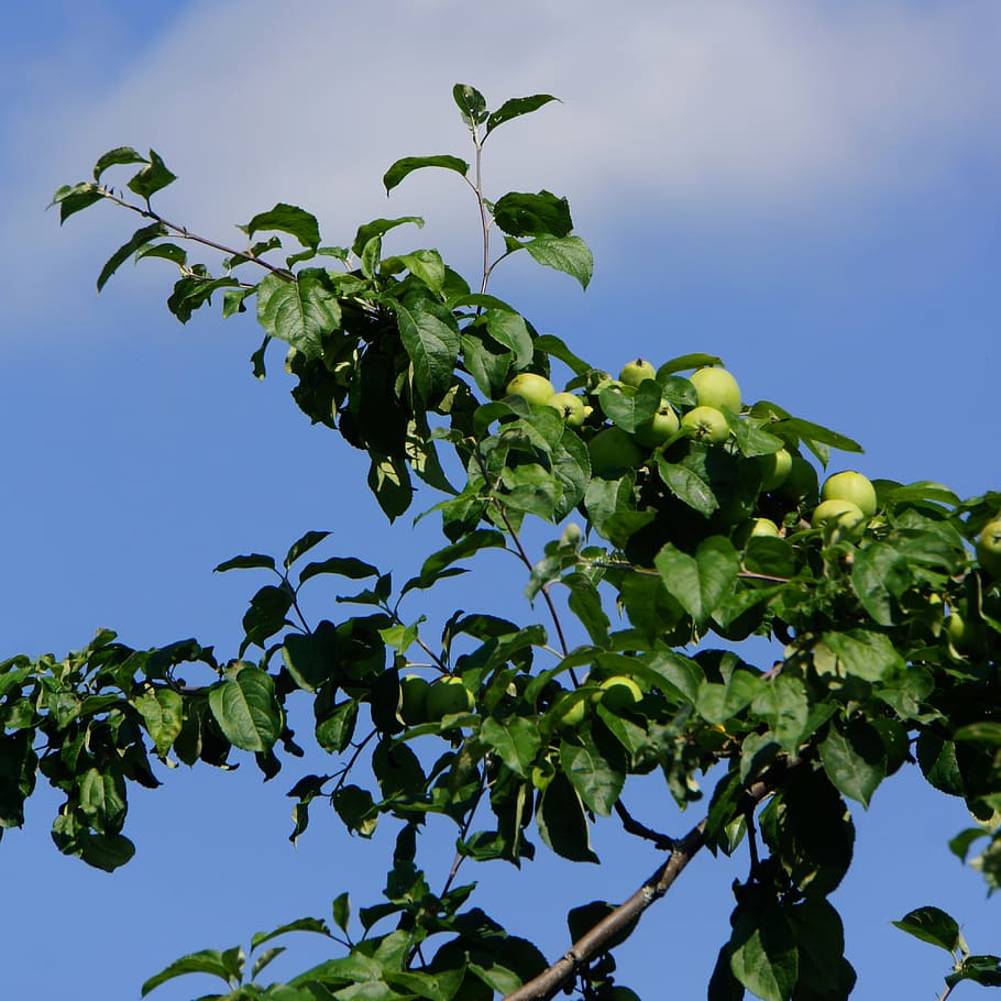 apple tree, fruit, apple ripening, plant, leaf, plant part HD wallpaper