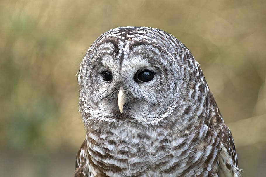 selective focus photograph of gray and brown owl, shallow focus photography of brown and white owl HD wallpaper