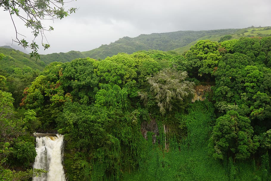 Hawaii, Maui, Waterfall, Haleakala, nature, river, green Color, HD wallpaper