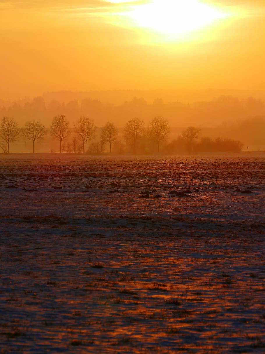 wintry, sunset, trees, back light, hazy, winter, snow, cold HD wallpaper