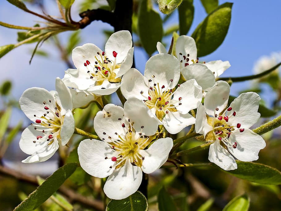 blossom, bloom, nature, springtime, branch, flower, petal, plant HD wallpaper