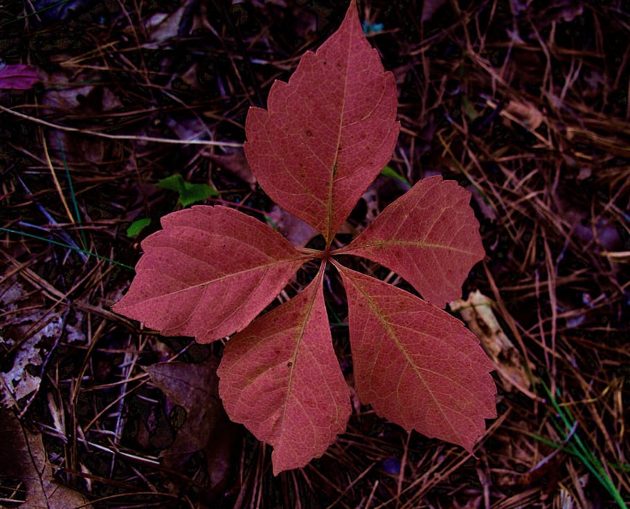 autumn, leaf, fall, leaves, autumn leaves, color, october, colorful HD wallpaper