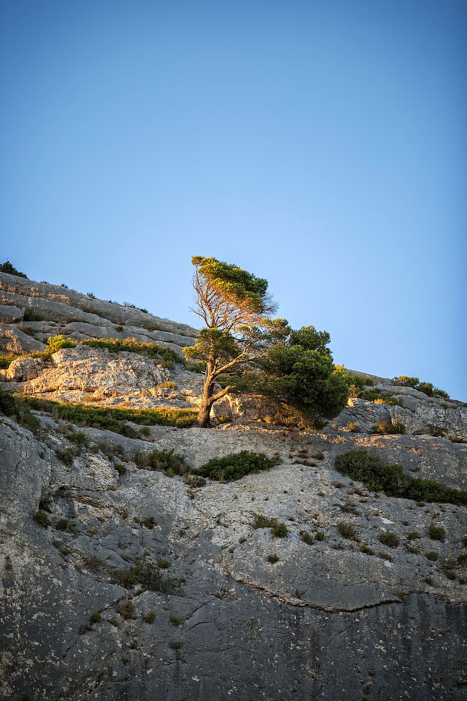 Sunset, Provence, Pine, Tree, rock - object, outdoors, nature HD wallpaper