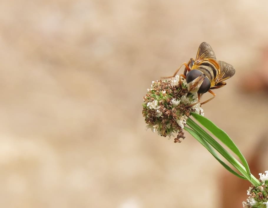 macro, bee, nectar, insect, flower, animals in the wild, animal wildlife HD wallpaper