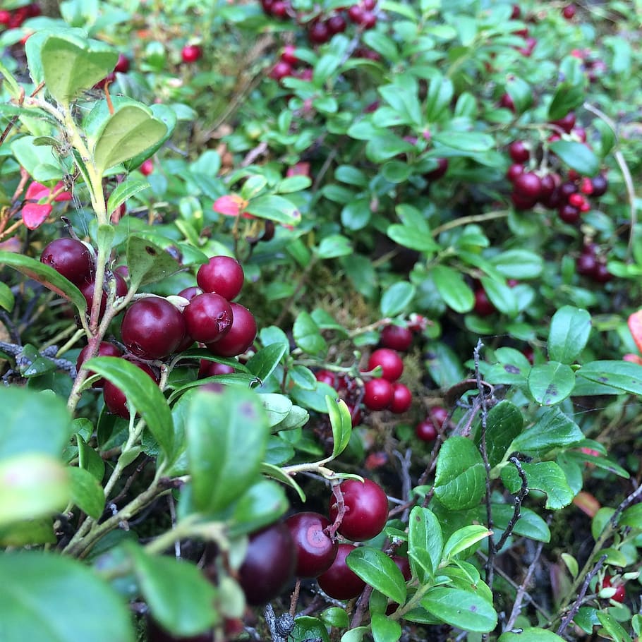berry, cranberries, forest, food and drink, healthy eating HD wallpaper