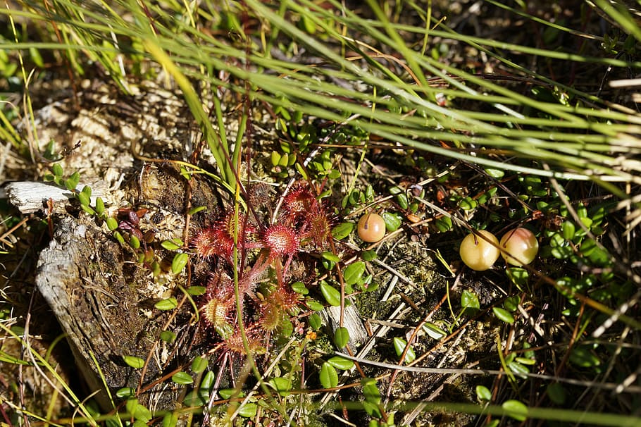 sundew, drosera, tentacles, plant, carnivore, carnivorous, carnivores HD wallpaper