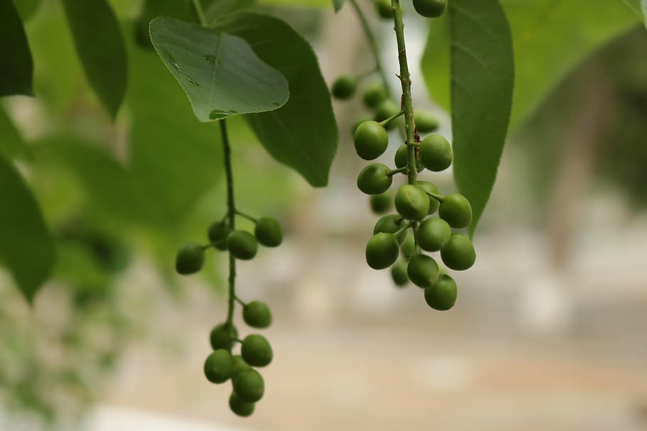 bird-cherry tree, summer, fruit, greens, growth, food and drink HD wallpaper