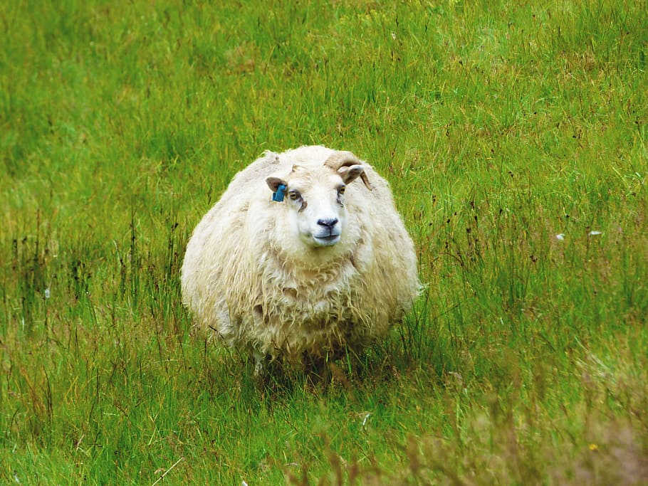 Sheep, Iceland, Wool, Grass, White, rural, countryside, livestock HD wallpaper