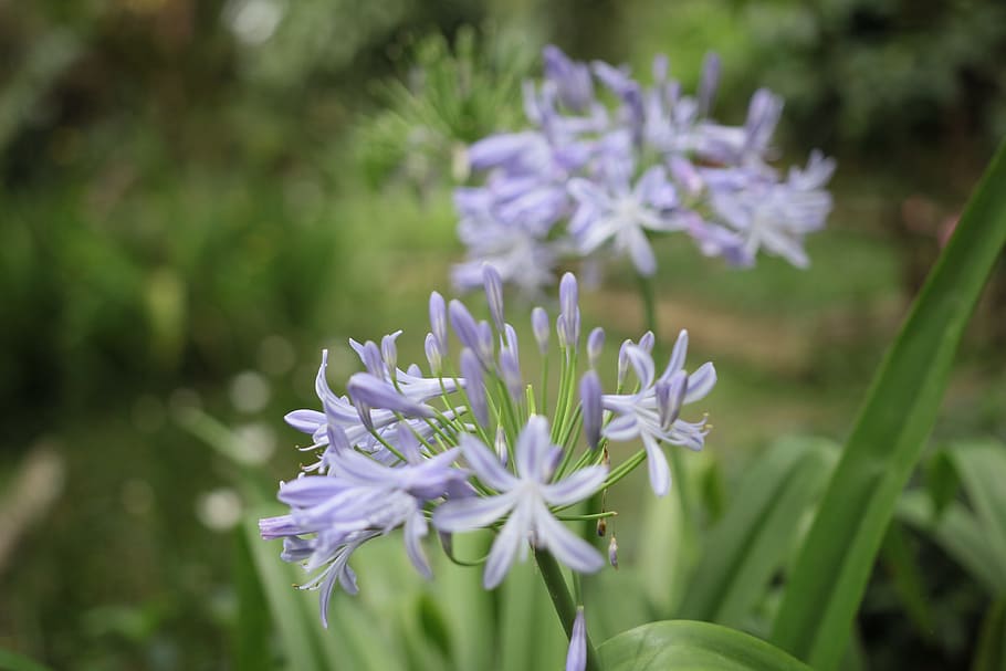 nature, flowers, petals, plant, bloom, blossom, blur, close-up HD wallpaper