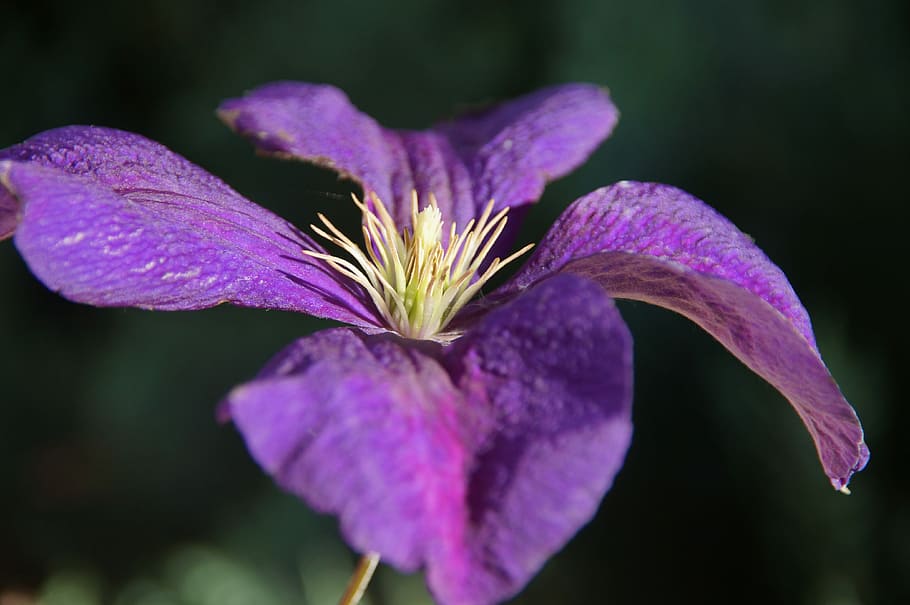 iris, different colored, purple, flower, deco, iridaceae, close HD wallpaper
