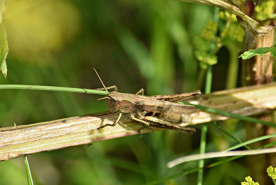 HD wallpaper: grasshopper, konik, green, nature, macro, cricket ...