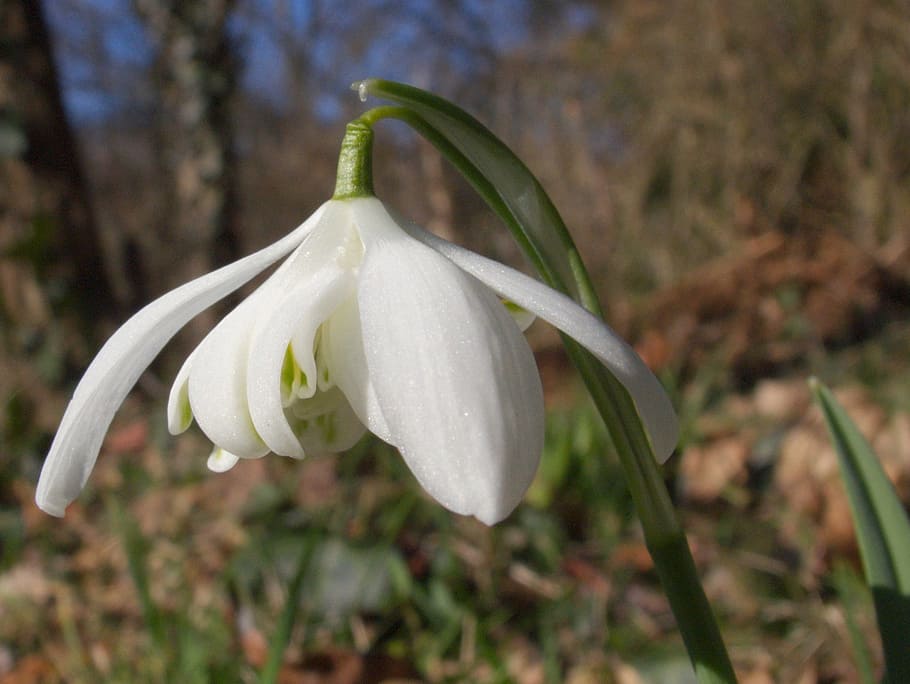 snowdrop, spring, flower, close, blossom, bloom, white, plant HD wallpaper