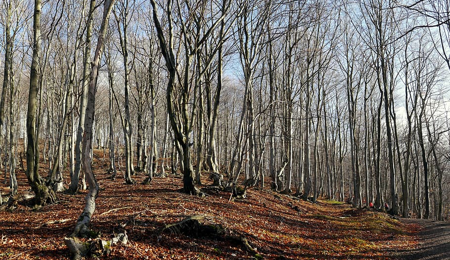 forest, trees, nature, autumn, beeches, slovakia, strážov HD wallpaper