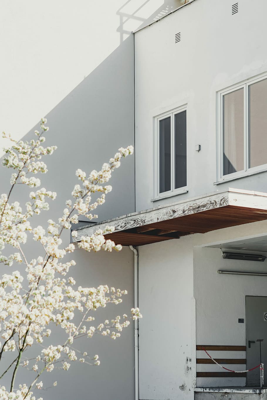 white cherry blossom tree near high-rise building, white blossom tree in front of house HD wallpaper