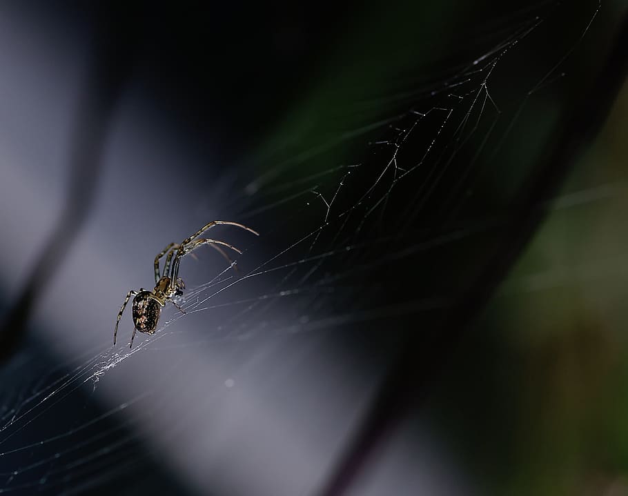 Spider, Canvas, Projector, one animal, spider web, insect, animal wildlife HD wallpaper