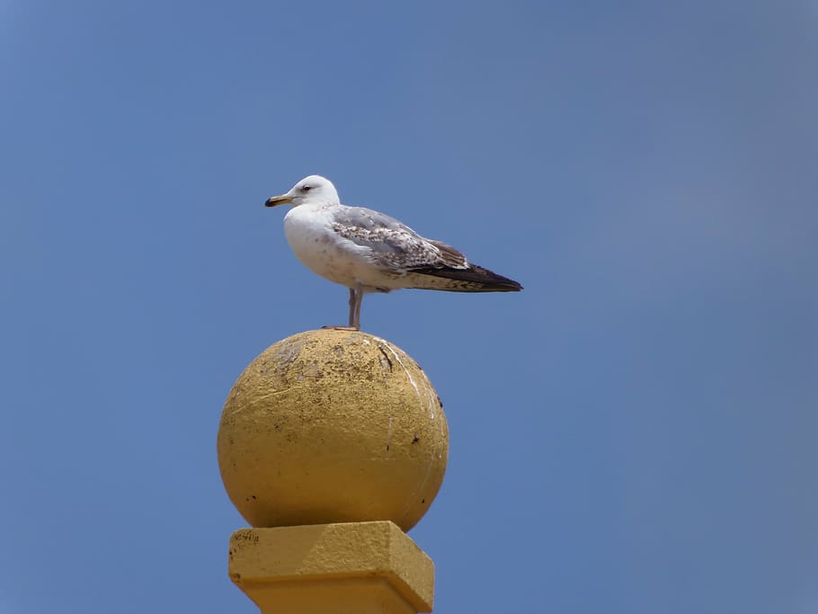 seagull, birds, animals, sky, nature, wings, one animal, animal themes HD wallpaper