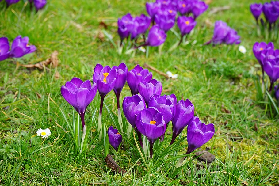 crocus, flowers, purple, close up, spring, bühen, colorful, HD wallpaper