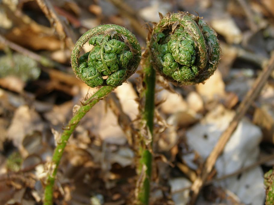 fern, nature, plant, leaf, rolled up, spring, the forest in the spring HD wallpaper