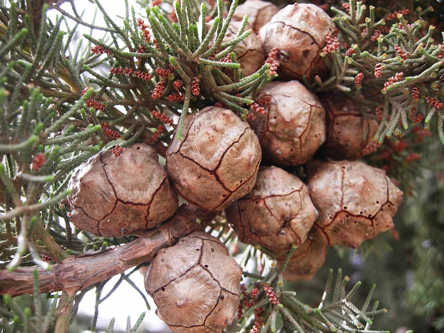 coniferous, pine, forest, nature, tree, thorns, leaves, coniferous tree HD wallpaper