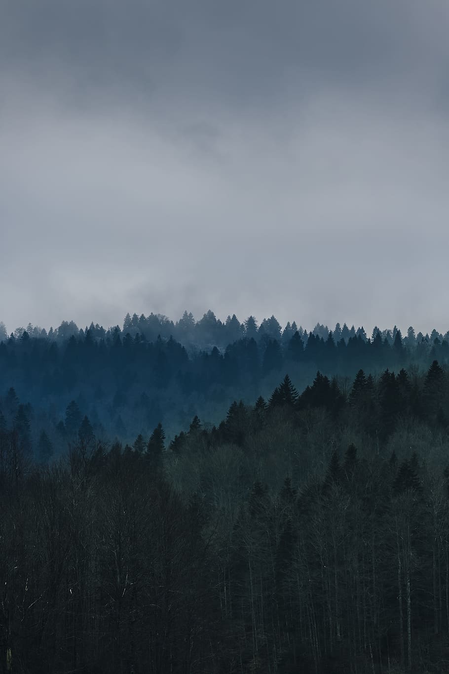 mistlands with gray clouds, forest during cloudy days, tall, trees HD wallpaper