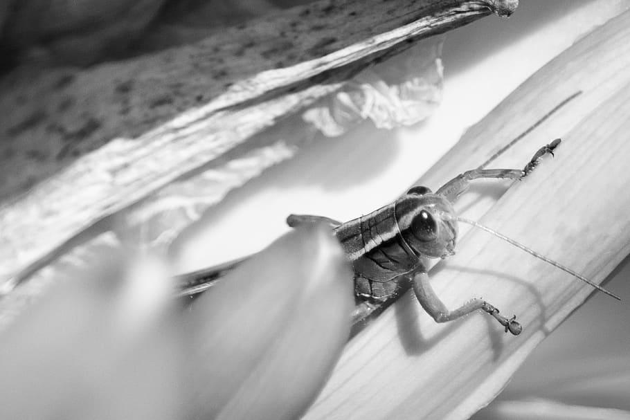 nature, grasshopper, macro, close-up, no people, indoors, selective focus HD wallpaper