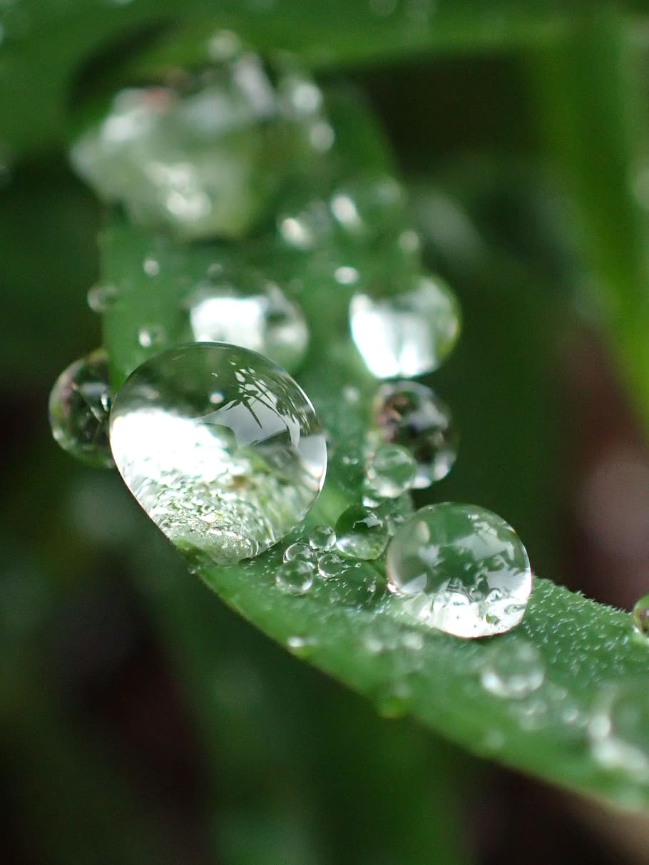 dew drops, grass, rain, wet, close-up, plant, water, no people HD wallpaper