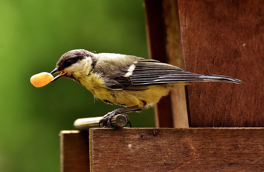 brown hummingbird on wood plank, Tit, Food, Peanuts, Feed, Nature HD wallpaper