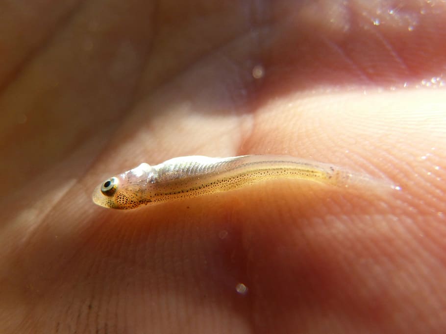 fish, alevín, tiny, river, hand, one animal, animal wildlife HD wallpaper