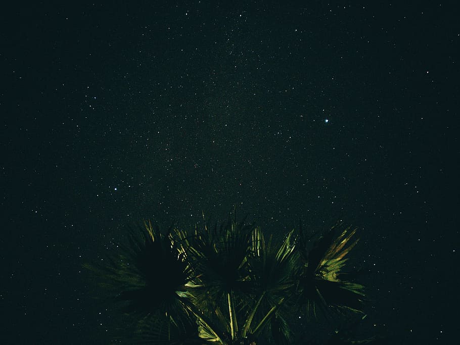 green leaf plant under clear sky at night, green palm trees under black starry skies