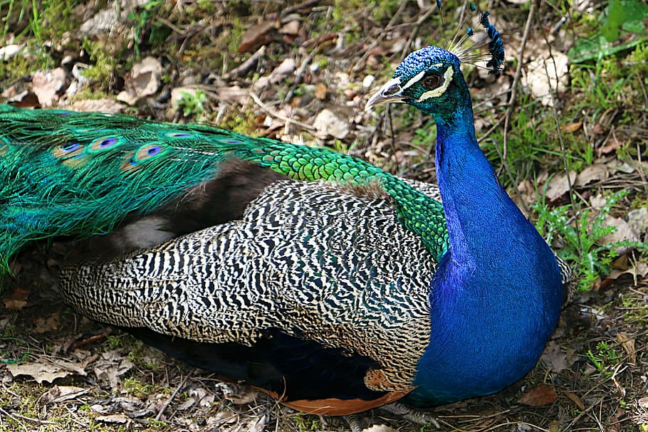 peacock, montemor, zoo, bird, feather, peacock feather, blue HD wallpaper