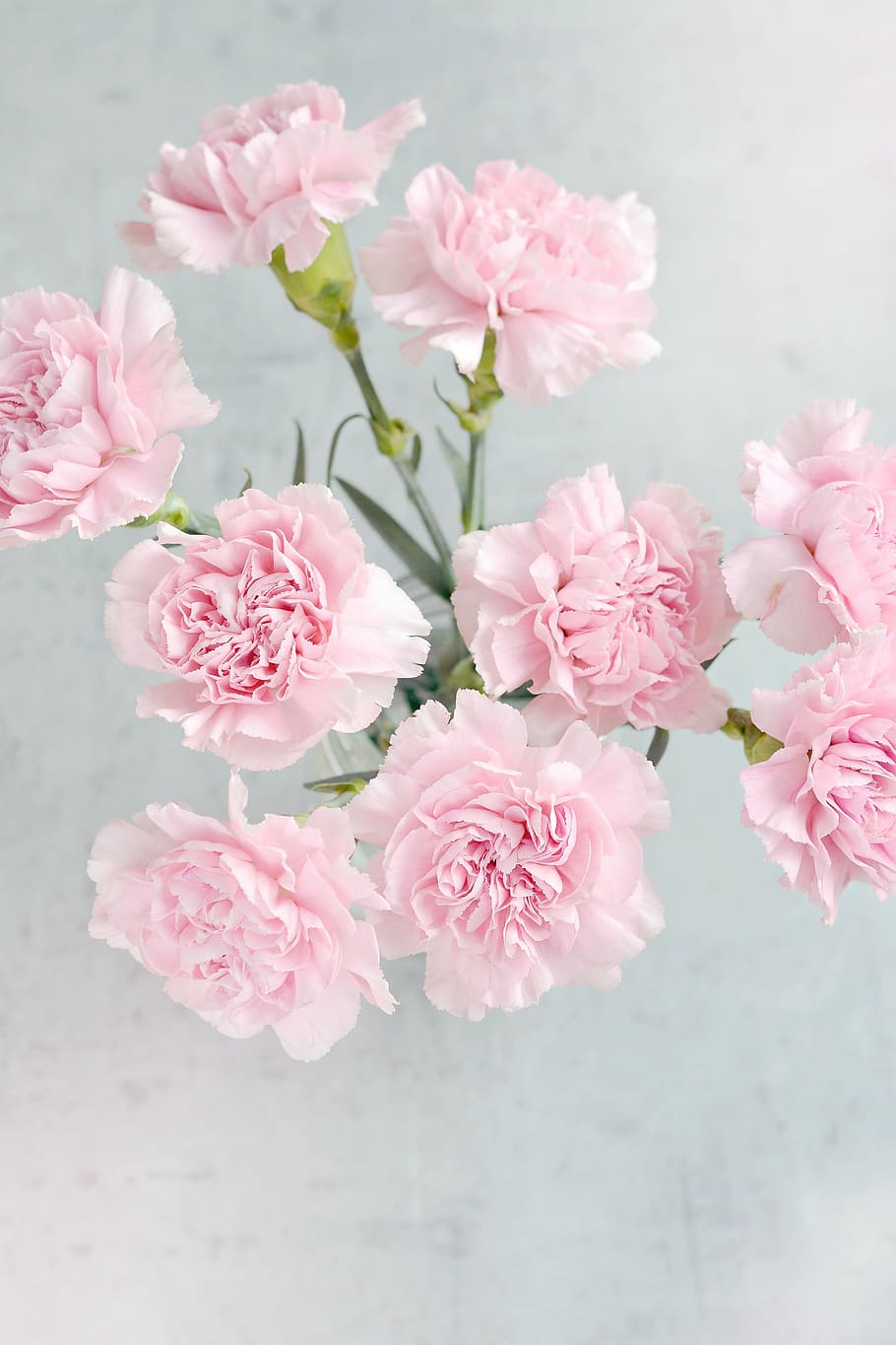 Hd Wallpaper Aerial Photo Of Pink Flowers On Vase Cloves Carnation Pink Wallpaper Flare