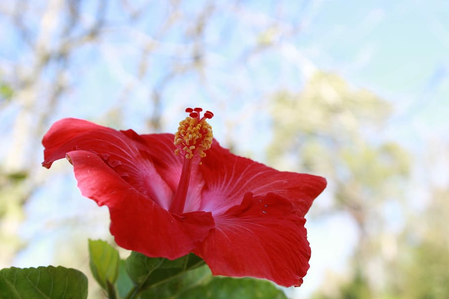 Flower, Red, Sky, Petals, flowers, nature, garden, plants, beauty in nature HD wallpaper