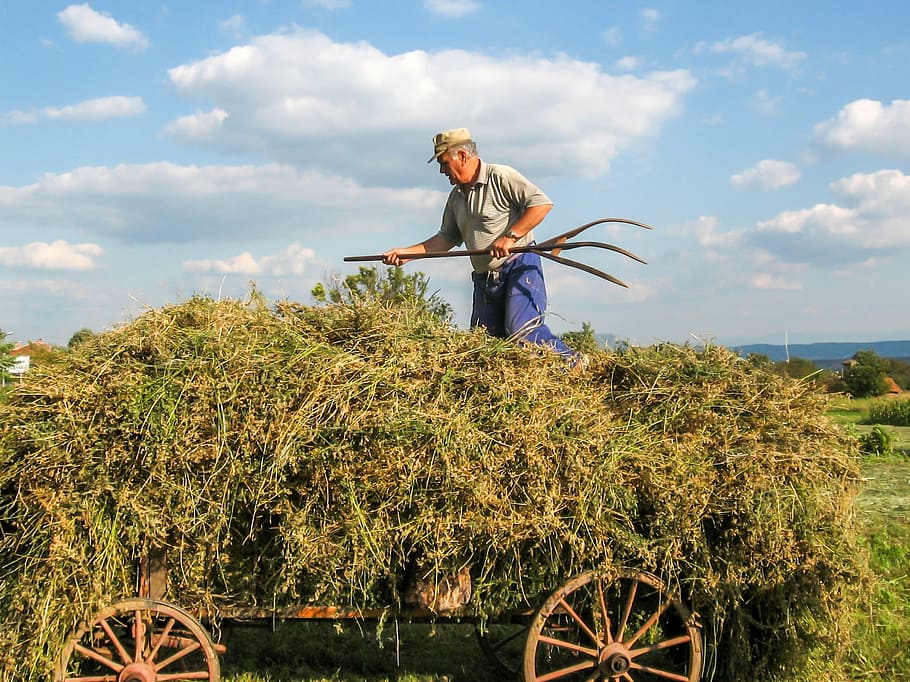 man wearing gray polo shirt working during daytime, labor, farmer HD wallpaper