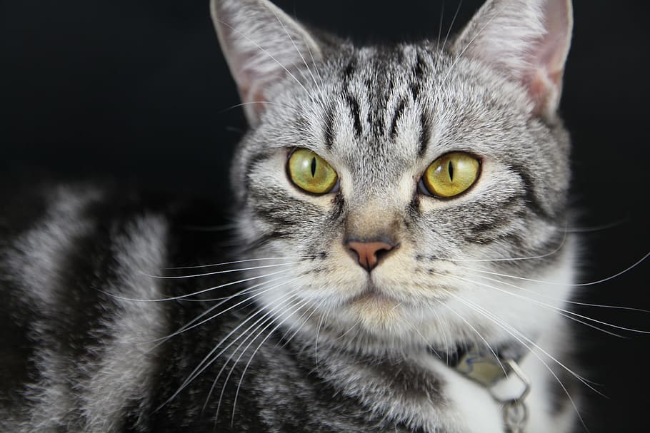 kitten, cat, pet, kitty, eyes, black, face, yellow, friend HD wallpaper