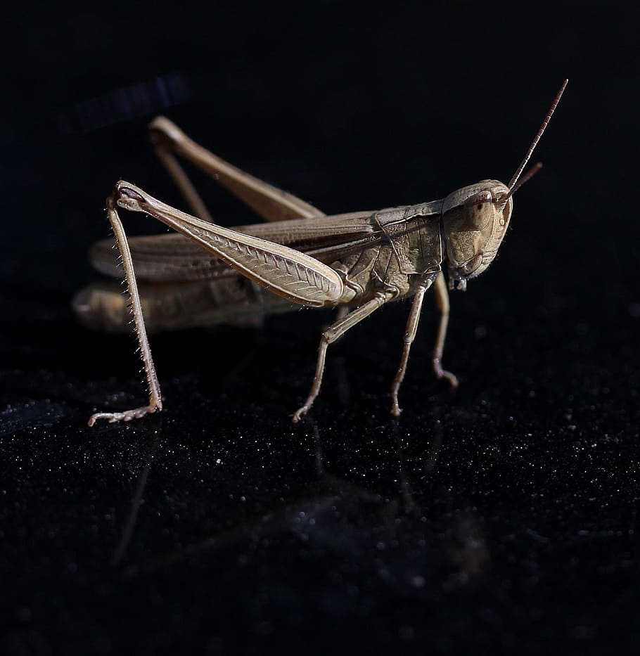 cricket, insecta, reflection, closeup, invertebrate, one animal HD wallpaper