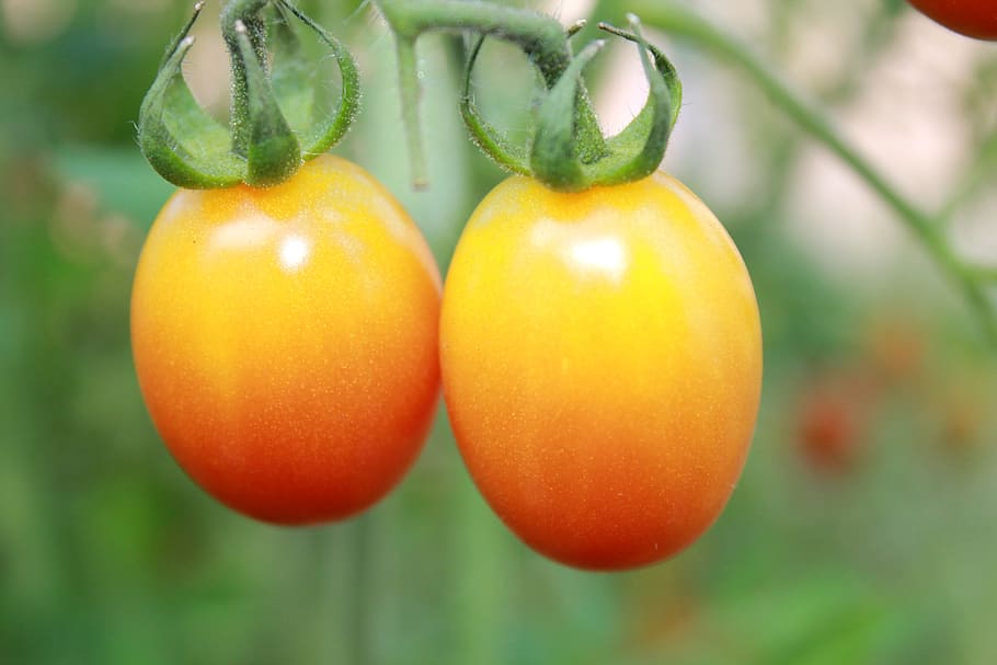 Tomatoes, Summer, Fruit, Orange, orange tomatoes, small tomatoes HD wallpaper