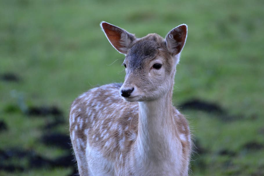 fallow deer, roe deer, kitz, forest, wild, animal, nature, young HD wallpaper