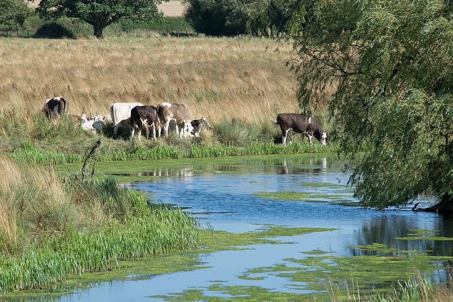 eyebrook, reservoir, cows, water, animal, animal themes, group of animals HD wallpaper