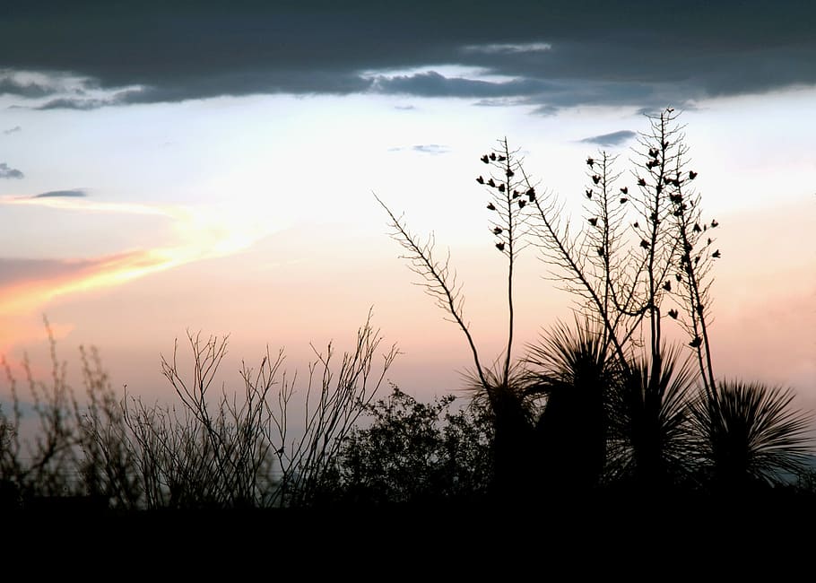 Monsoon, Silhouette, Desert, Tucson, sky, arizona, sunset, nature, HD wallpaper