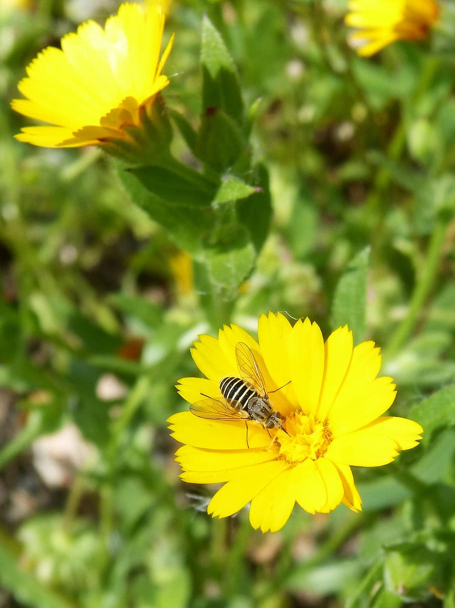 hoverfly, false bee, libar, flower, spring, nature, plant, summer HD wallpaper