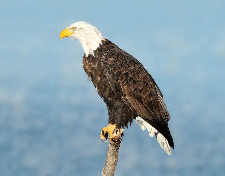 bald eagle on branch, perched, raptor, bird, nature, wild, portrait HD wallpaper