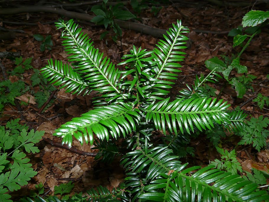 Yew, Tree, Conifer, Plant, Needle, green, toxic, forest, green color HD wallpaper
