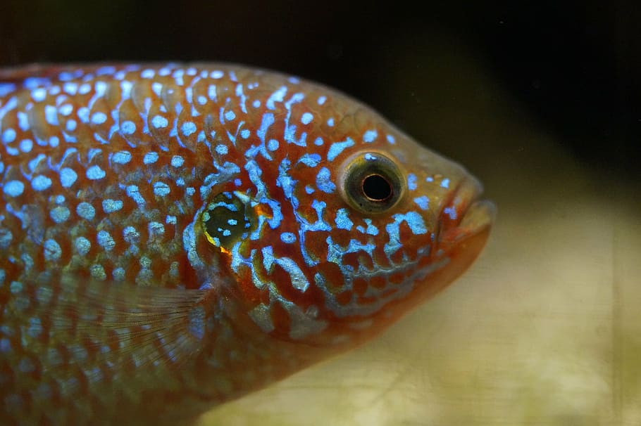 fish, orange, fluorescent, points, spotted, retired, water HD wallpaper